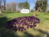 CAMPO_CARIMATE.005 CAMPO_CARIMATE.005